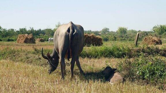 用绳子捆起来的水牛在田野里吃草小水牛躺在一边