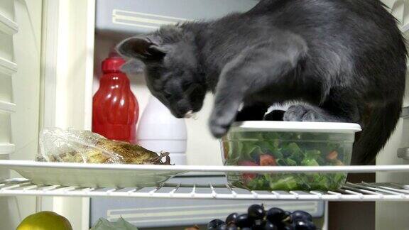 可爱的小猫在家里的冰箱里吃东西