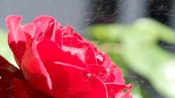 慢动作近距离自由度:加德纳喷洒天鹅绒红玫瑰花与水