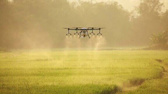 农业无人机在稻田里喷洒肥料