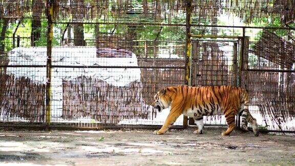 老虎在动物园