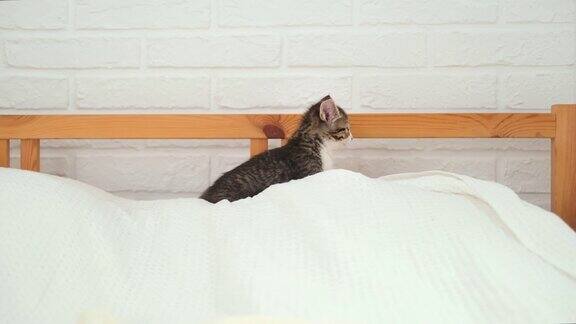小条纹小猫坐在床上白光毯子家养可爱宠物