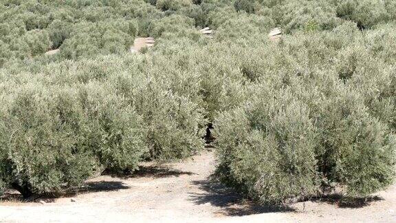 西班牙的橄榄种植园许多橄榄树在阳光下生长夕阳中的橄榄树