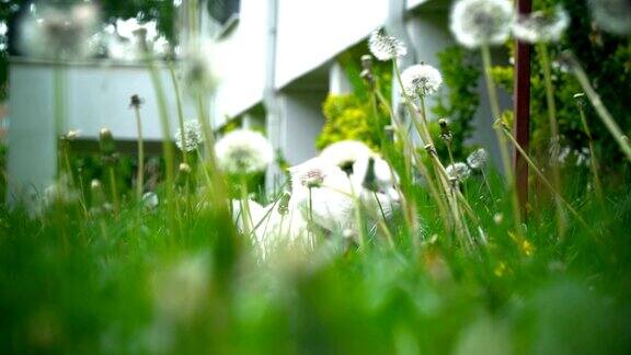 草中可爱的猫