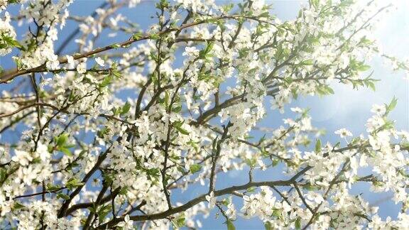 花园里一棵果树上盛开的白色花朵风轻轻地吹动花茎在背景蓝色的天空瞥见春天的太阳