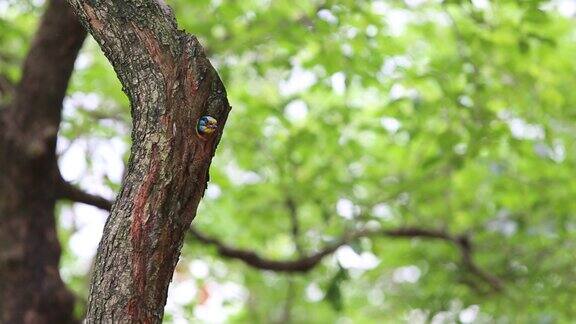 在台湾大安森林公园一只鸟在树上筑巢