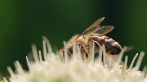 采集花蜜和花粉的蜜蜂