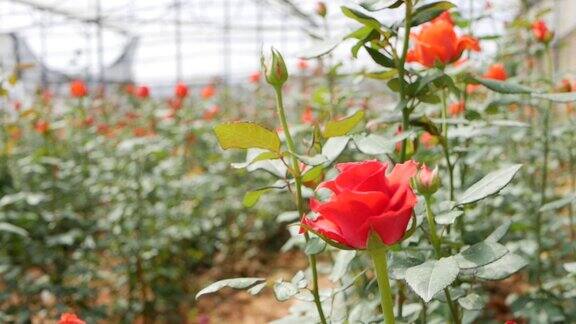 在小型商业园艺中种植的温室玫瑰