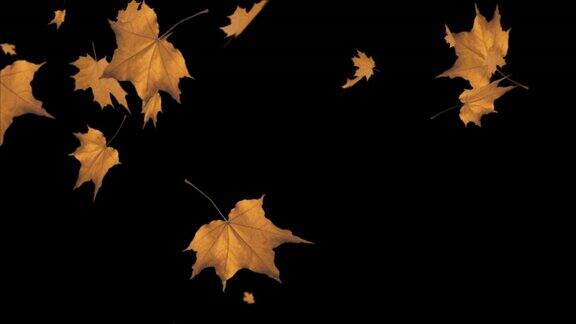 缤纷抽象的枫叶秋叶摆动在秋天的背景循环动画