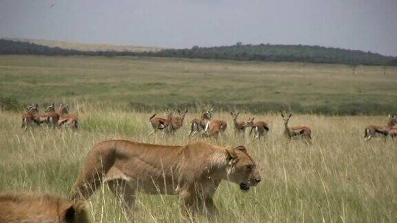 狮子穿过一群对狩猎毫无兴趣的瞪羚
