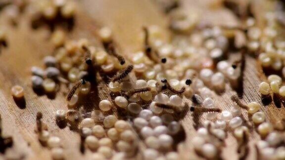 蚕蛾的幼虫从卵中孵化出来
