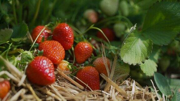 草莓在地里成熟了可以收割了