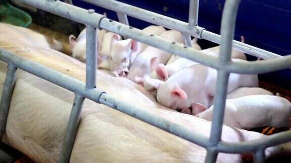 母猪和哺乳小猪
