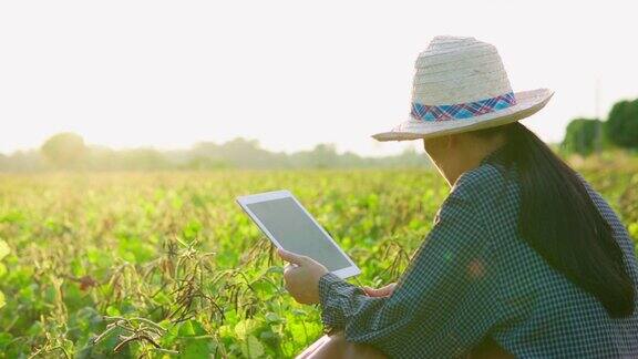 亚洲女性农民在阳光下用数字平板检查树苗