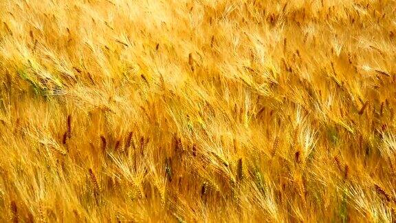 等待收获的成熟小麦