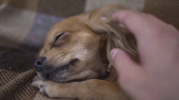 可爱有趣的吉娃娃狗睡在格子花纹上一个人的手抚摸着熟睡的宠物