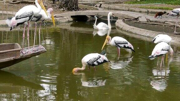 鸟类在沼泽