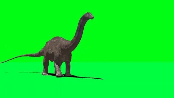 迷惑龙恐龙在绿屏上行走