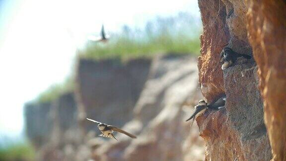 燕子坐在悬崖上的墙上