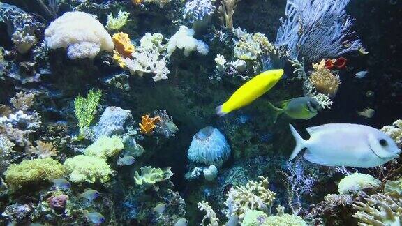 水下热带珊瑚礁热带水下海鱼色彩斑斓的热带珊瑚礁现场礁海洋生物海洋世界水下鱼礁海洋