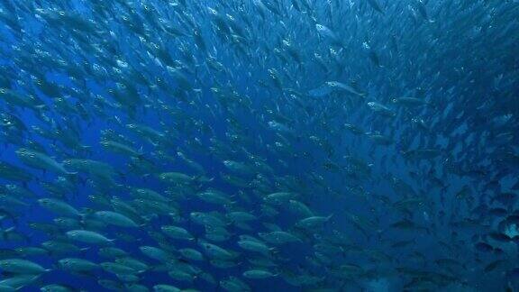 加勒比海库拉索岛海底鱼群