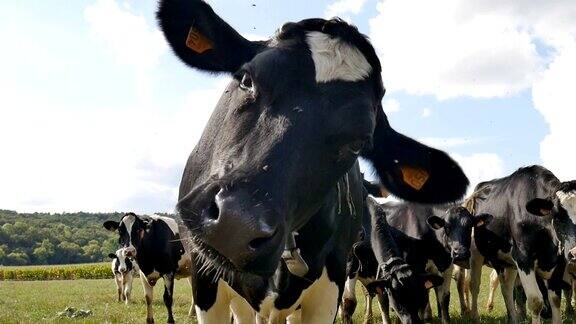 近距离视频的黑和白奶牛看着镜头而放牧在牧场在夏天温暖的阳光灿烂的一天