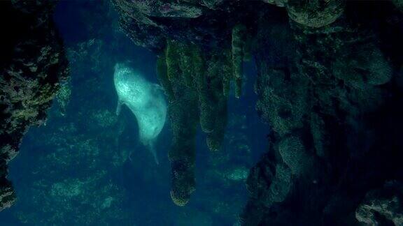 热那亚水族馆海豹在水下游泳