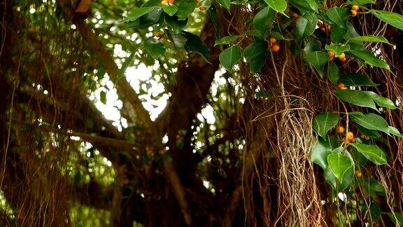 大印度榕树的褐色的长气生根在阳光和风中垂下来绿叶带着黄色的果实和虚掩模糊了复制空间自然的抽象背景热带丛林森林