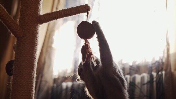年轻的俄罗斯蓝猫玩球挂在刮板上