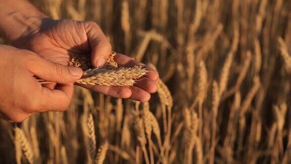 在麦田里紧握着一把麦粒的农民的手