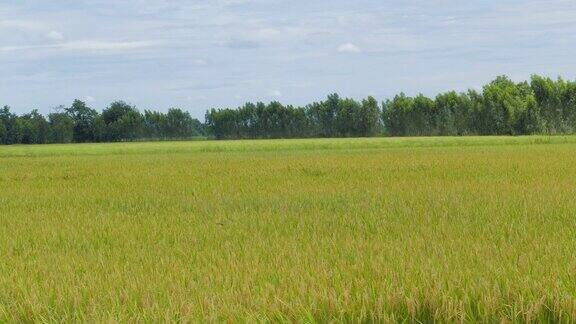 金色的稻田在农村