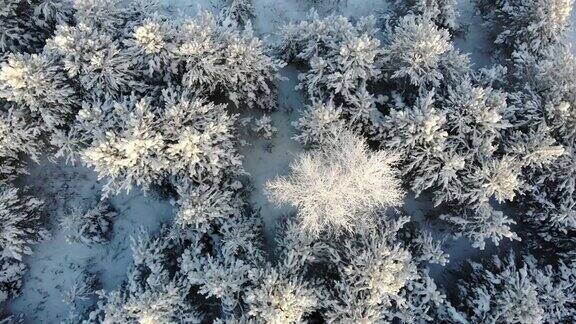 无人机拍摄空中积雪覆盖的树木