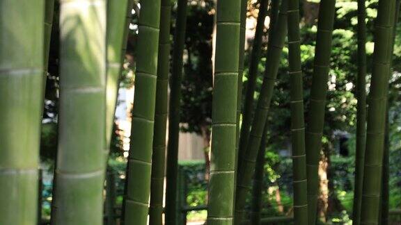 白天在美丽的竹林传统公园追踪