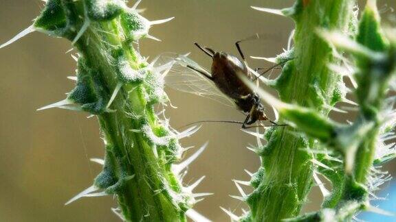 蓟茎上的蚜虫