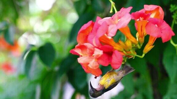 橄榄背太阳鸟在橙花上喝花粉鸟在夏天森林的早晨喝橙花上的花粉