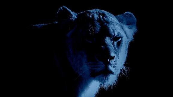 月光下的母狮