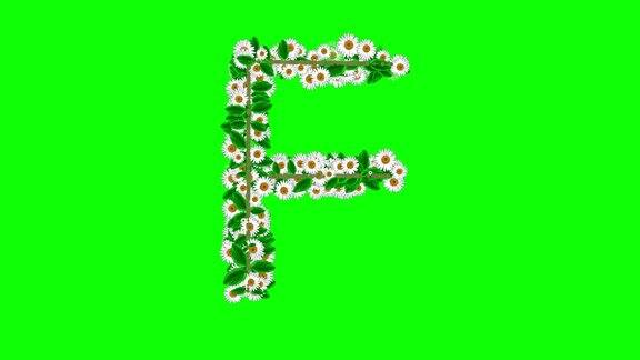 英文字母F绿色屏幕背景上有雏菊花