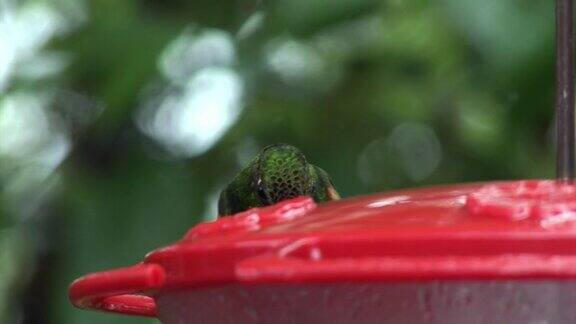 加拉帕戈斯群岛上的几维鸟在喝花蜜