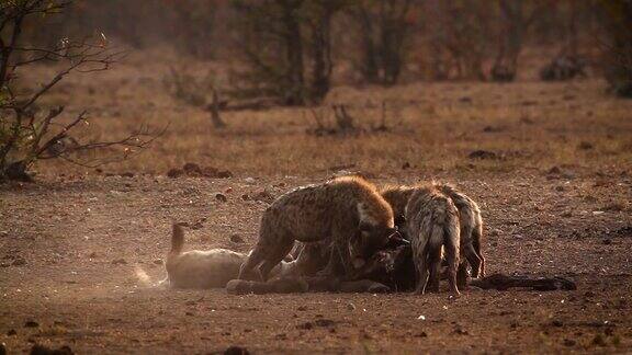 南非克鲁格国家公园里的斑点鬣狗和黑背豺