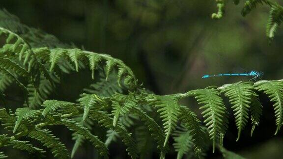 森林中蕨类植物上的蜻蜓