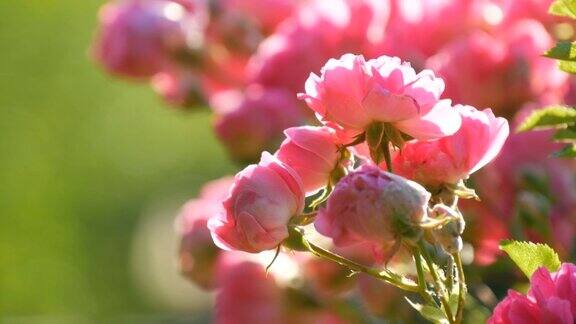 美丽精致的花蕾夏天阳光明媚的公园里一丛粉红色盛开的玫瑰