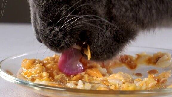灰色家猫从盘子里吃湿罐头食物的慢动作
