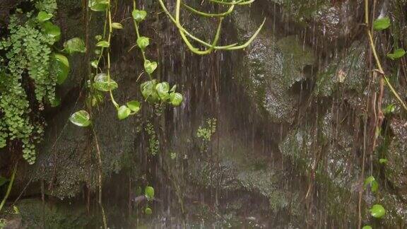 绿色的植物在雨下