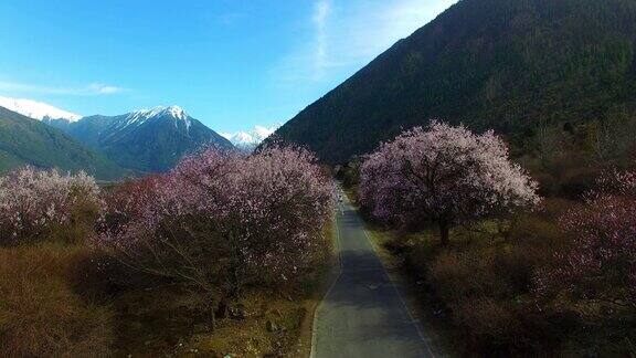 西藏林芝的桃花树航拍