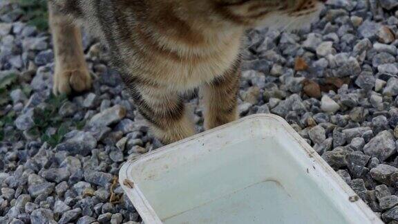 一只流浪猫正在喝水