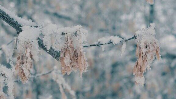 枫树的种子挂在白雪覆盖的树枝上慢动作