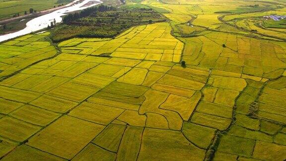 航拍水稻天地谷物种植区丰收
