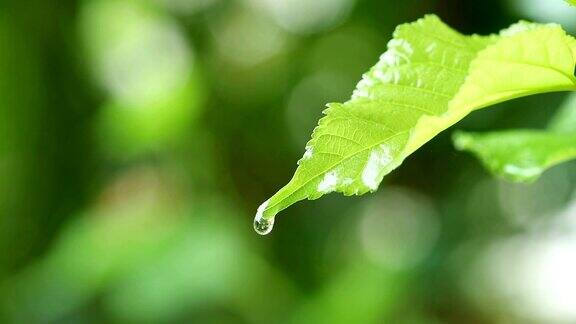 水珠以清新的绿叶为背景近距离的露珠从树叶上落下