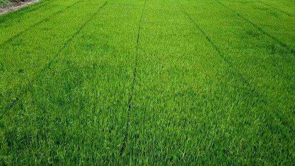 泰国农村的稻田鸟瞰图