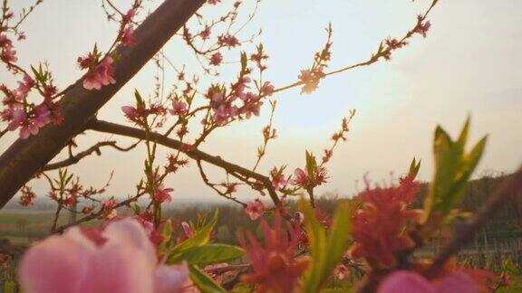 日落时盛开的树上的花朵
